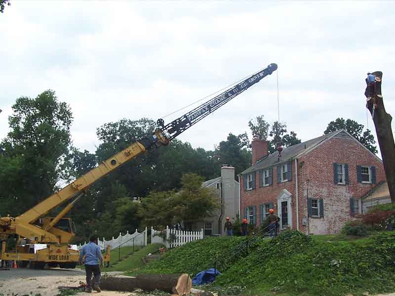 Affordable tree removal for McLean, VA